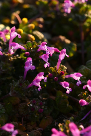 Henbit ( Lamium amplexicaule ) flowers. Lamiaceae annual weeds. They grow on roadsides and field...