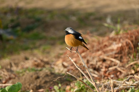 A male Daurian redstart. A migratory bird of the Passeriformes muscicapidae family. Males are...