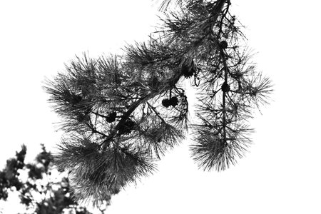 Japanese black pine tree and pine cones. Evergreen coniferous tree. Grows near the coast and is used as a windbreak, tidebreak forest, garden tree, bonsai, etc.の写真素材