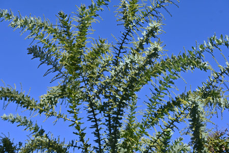 Cootamundra wattle (Acacia baileyama). Fabaceae evergreen tree native to Australia. It has beautiful silver-grey leaves and yellow flowers in spring.の写真素材