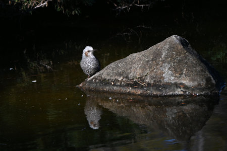 A Brown-eared Bulbul. A wild bird of the Passeriformes Pycnonotidae Hypsipetes. It has a high-pitched cry and feeds on fruit and flower nectar.の写真素材