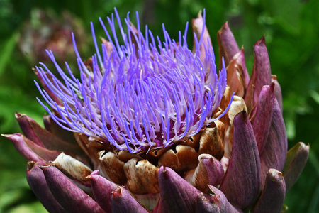 Artichoke (Cynara scolymus). Asteraceae perennial plants. A European spring vegetable whose young buds are edible.の写真素材