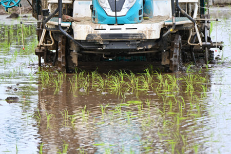 Japanese rice culture. Rice is the staple food of the Japanese. However, the heatwaves have caused a decline in production, leading to rising prices and a rice shortage.の写真素材
