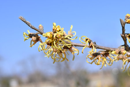 Japanese witch hazel (Hamamelis japonica) flowers. Hamamelidaceae deciduous shrub. Fragrant ribbon-like flowers bloom in early spring before the leaves appear.の写真素材