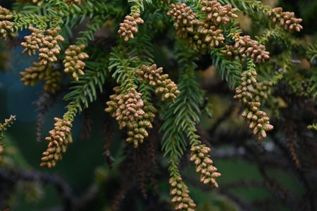 Japanese cedar flowers, which cause hay fever. There are many Japanese cedar trees planted in Japan, and many people suffer from cedar pollen allergy in the spring.の写真素材