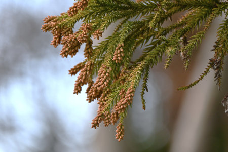 Japanese cedar flowers, which cause hay fever. There are many Japanese cedar trees planted in Japan,...