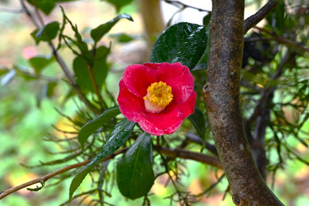 Camellia flowers. Theaceae evergreen flowering shrub. Fallen petals are beautiful with raindrops. Gift card background material.の写真素材