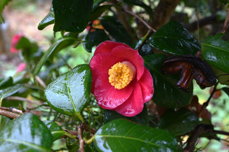Camellia flowers. Theaceae evergreen flowering shrub. Fallen petals are beautiful with raindrops. Gift card background material.の写真素材