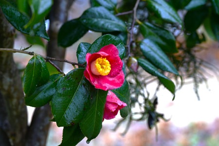 Camellia flowers. Theaceae evergreen flowering shrub. Fallen petals are beautiful with raindrops. Gift card background material.の写真素材