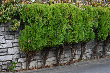 Chinese arborvitae ( Platycladus orientalis ) Female flower. Cupressaceae evergreen conifer. Monoecious, blooms from March to April.の写真素材