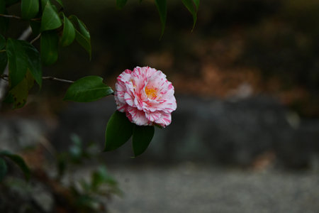 Camellia flowers. Theaceae evergreen flowering shrub. Gift card background material.の写真素材