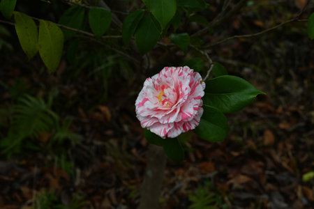 Camellia flowers. Theaceae evergreen flowering shrub. Gift card background material.の写真素材