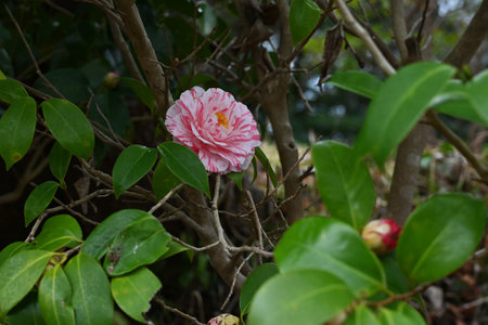 Camellia flowers. Theaceae evergreen flowering shrub. Gift card background material.の写真素材