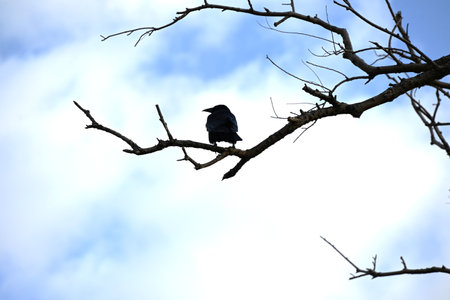 A crow in natural scenery. Crows have brains three times larger than those of chickens and are known as extremely intelligent wild birds.の写真素材