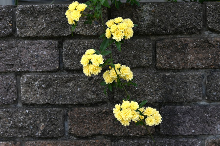 Yellow flowers. Evergreen vine shrub. Yellow fragrant flowers bloom from April to May. It is easy to grow because it has no thorns.の写真素材