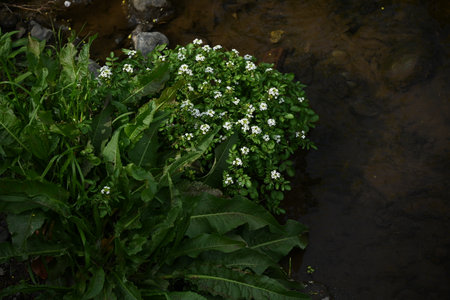 Watercress flowers blooming in the stream. Brassicaceae perennial emergent plants. Small white...