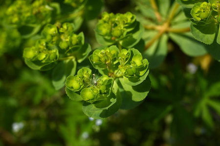 Euphorbia helioscopia (Sun spurge) flowers. It is a poisonous plant that blooms yellow flowers in...