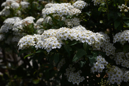 Reeves spirea (Spiraea cantoniensis) flowers. Rosaceae deciduous shrub. Small white flowers bloom in...