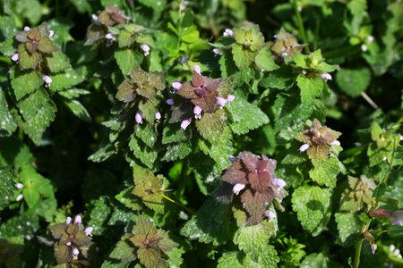 Red deadnettle (Lamium purpureum) flowers. Lamiaceae biennial plants. They grow on roadsides and bloom pink lip-shaped flowers in spring.の写真素材