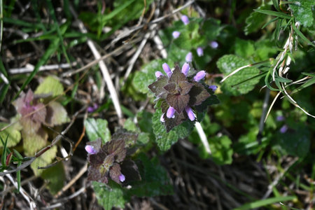 Red deadnettle (Lamium purpureum) flowers. Lamiaceae biennial plants. They grow on roadsides and...