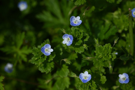 Bird's-eye (Veronica persica) flowers. Plantaginaceae biennial plants. A roadside plant that blooms in early spring with small cobalt blue flowers.の写真素材