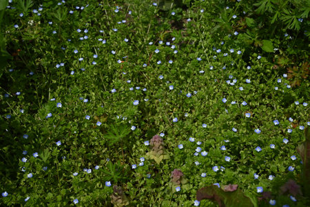 Bird's-eye (Veronica persica) flowers. Plantaginaceae biennial plants. A roadside weed that blooms in early spring with small cobalt blue flowers.の写真素材