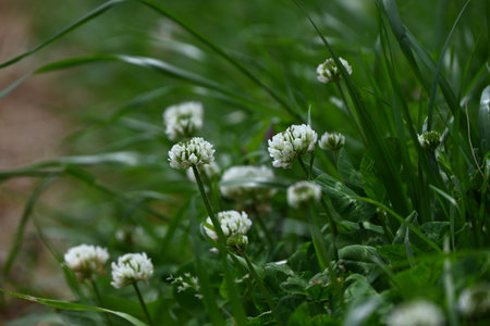White clover ( Trifolium repens ) flowers. Fabaceae perennial weeds. Small white flowers gather together to form a sphere from spring to early summer.の写真素材