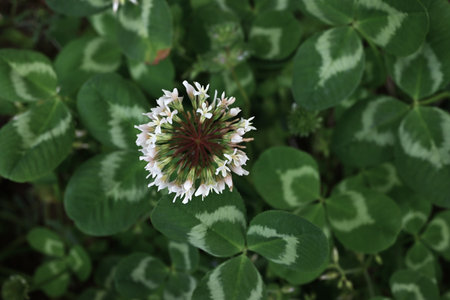 White clover ( Trifolium repens ) flowers. Fabaceae perennial weeds. Small white flowers gather...