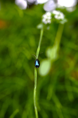 Corn salad ( Valerianella locusta ) flowers. Caprifoliaceae biennial A salad plant. Small pale...