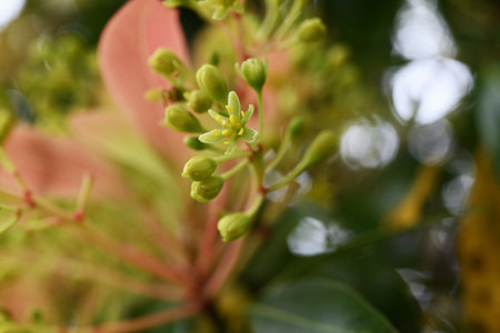 Machilus thunbergii flowers. Lauraceae evergreen tree. In early summer, it produces panicles along...