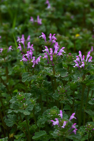 Henbit (Lamium amplexicaule) flowers. Lamiaceae annual weeds. This flower is a spring feature,...