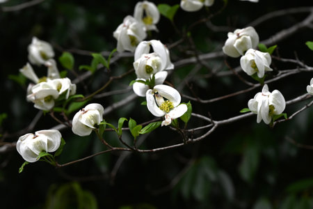 Flowering dogwood ( Cornus florida ) Flowers. A Cornaceae deciduous tree native to North America. White and pink flowers bloom in early summer.の写真素材