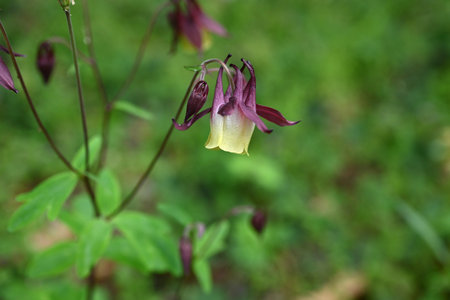Aquilegia buergeriana flowers. A perennial plant of the Ranunculaceae family that grows in the mountains of Japan. In summer, yellow flowers with reddish-brown sepals bloom downwarの写真素材