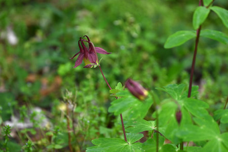 Aquilegia buergeriana flowers. A perennial plant of the Ranunculaceae family that grows in the mountains of Japan. In summer, yellow flowers with reddish-brown sepals bloom downwarの写真素材