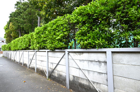 Sweet viburnum (Viburnum odoratissimum) hedge. Viburnaceae evergreen tree. It is a very suitable tree for hedges because it has fire, wind and soundproofing properties.の写真素材