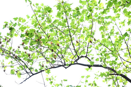 Tulip tree ( Liriodendron tulipifera ) flowers. Magnolidaceae deciduous tree. In early summer,...