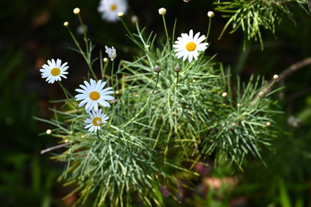 Tenerife white marguerite flowers and leaves. Asteraceae evergreen perennial plants native to the...