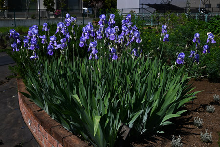 German Iris flowers. These flowers have dense brush-like hairs at the base of the petals. They are...