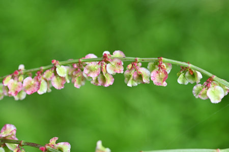 Common sorrel (Rumex acetosa) flowers. Perennial plants. Pale green flowers with a reddish tinge...