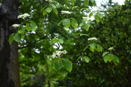Giant dogwood flowers. Deciduous tree. White four-petaled flowers bloom in corymbs in early summer.