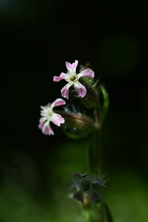 Silene gallica (Small-flower catchfly) flowers. Caryophyllaceae biennial plants. They grow near the coast and produce five-petal white or pale pink flowers in early summer.の写真素材