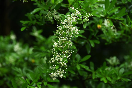 Firethorn (Pyracantha) flowers. Rosaceae evergreen shrub. Five-petal white flowers bloom in early summer.の写真素材