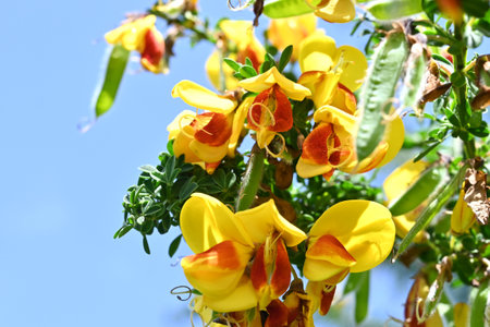 Cytisus scoparius 'Andreanus' (Common broom) flowers. A Fabaceae shrub, it produces butterfly-shaped yellow flowers with red spots on the wing petals in early summer.の写真素材