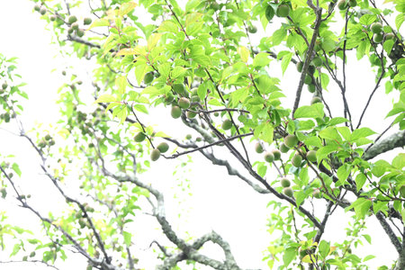 Japanese apricot fruits. The fruit is a drupe and is used to make plum extract, pickled plums (...