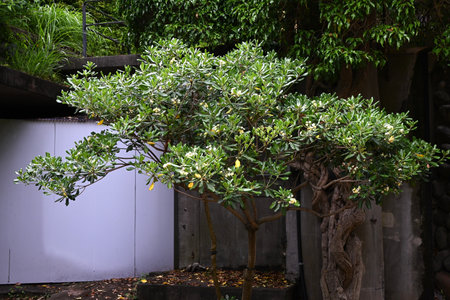 Japanese tobira flowers. Pittosporaceae dioecious evergreen shrub. Grows near the coast and blooms...