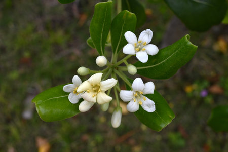 Japanese tobira flowers. Pittosporaceae dioecious evergreen shrub. Grows near the coast and blooms...