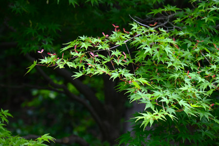 Fresh green leaves and samara of the Japanese maple. The propeller-shaped samara that form in early summer ripen in autumn and spin as they fly off on the wind.の写真素材