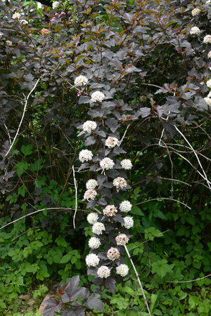 Ninebark (Physocarpus opulifolius) flowers. Rosaceae deciduous shrub. Purple leaves and five-petaled...