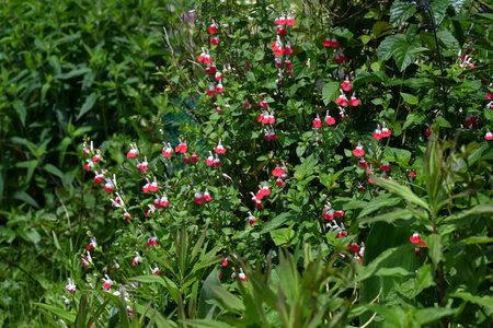 Salvia microphylla 'Hot Lips' flowers. Lamiaceae perennial plats. Small, two-tone red and white lip-shaped flowers bloom from early summer to autumn.の写真素材