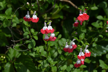Salvia microphylla 'Hot Lips' flowers. Lamiaceae perennial plats. Small, two-tone red and white lip-shaped flowers bloom from early summer to autumn.の写真素材